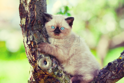 暹罗猫,小猫,短毛猫,流浪动物,美,水平画幅,野外动物,夏天,户外,树林