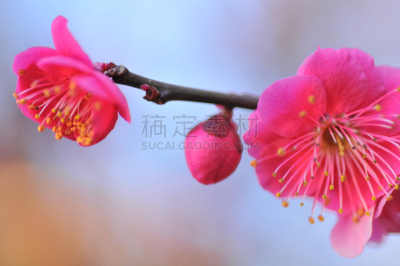 梅花,春天,李子,水平画幅,樱花,无人,梅子,枇杷,仅一朵花,二月