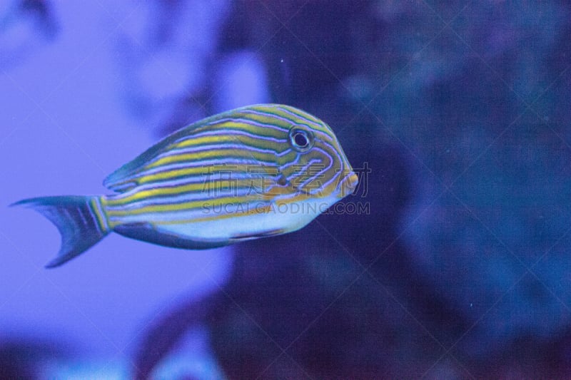 striped surgeonfish,美国,水平画幅,无人,水下,颊纹鼻鱼,海洋,摄影