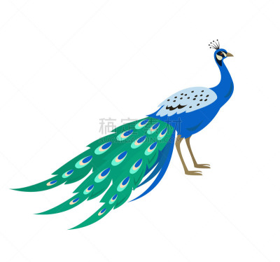 卡通,孔雀,计算机图标,白色背景,绘画插图,美,贺卡,艺术,水平画幅,符号
