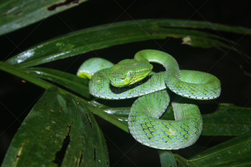 mt hagen,圣伯纳犬,棕色树蛇,蝰蛇,自然,动物嘴,水平画幅,惊骇,雄蕊,蛇