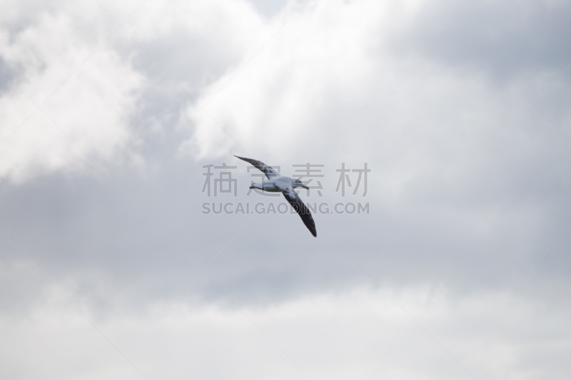 漂泊信天翁,普里昂岛,南乔治亚岛,水,天空,美,气候,水平画幅,雪,无人