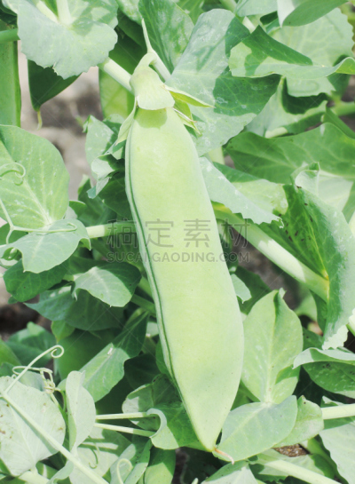 豌豆,垂直画幅,素食,无人,夏天,一模一样,特写,豆,波波头,灌木