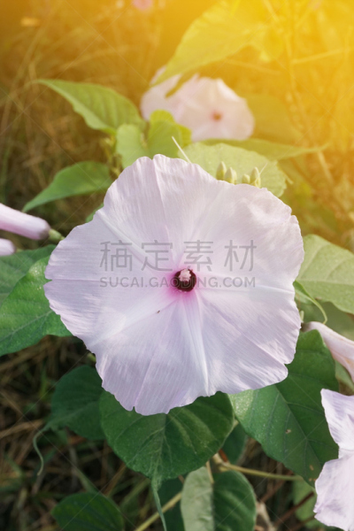 牵牛花,园林,自然,灌木,垂直画幅,美,枝繁叶茂,无人,户外,光