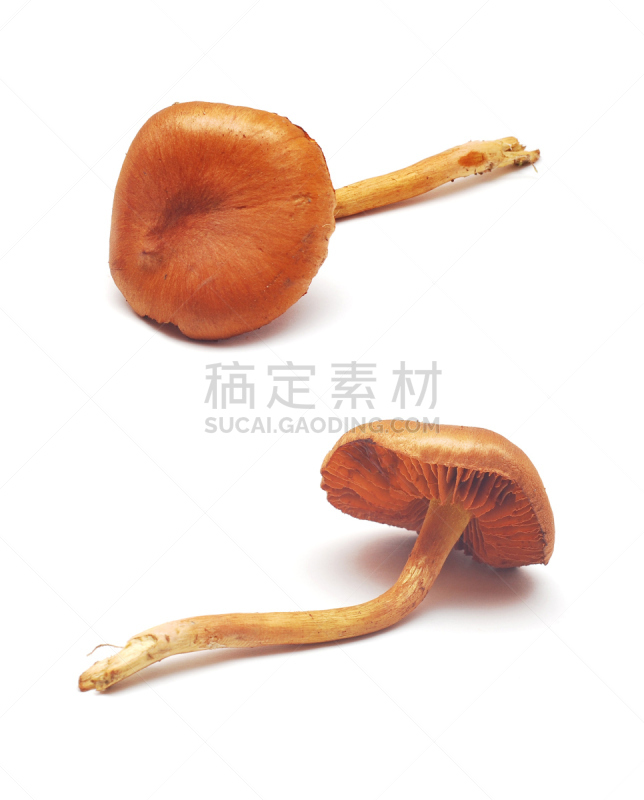 丝膜菌,蘑菇,垂直画幅,褐色,白色,真菌,植物,无人,有毒生物体,背景分离