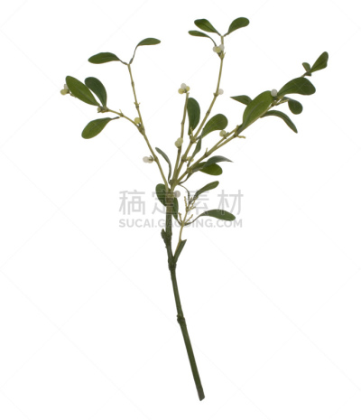 垂直画幅,传统庆典,无人,榭寄生,2015年,嫩枝,灌木,拼错,摄影