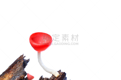 杯,橙色,蘑菇,白色背景,分离着色,美,水平画幅,泥土,湿,热带雨林