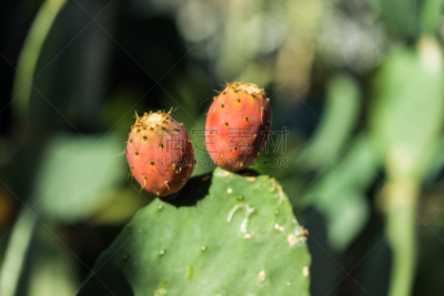 花蕾,无花果树,仙人掌,水果,红色,仙人球,肉质植物,水平画幅,无人,荆棘