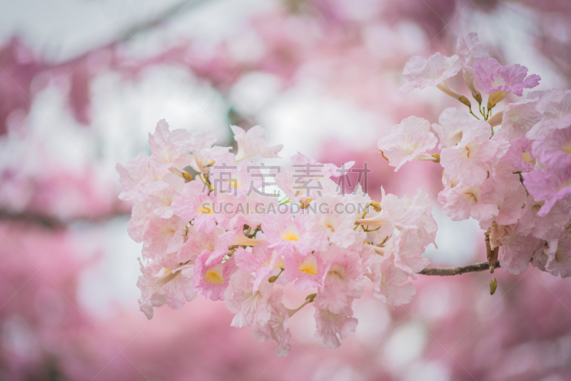 春天,粉色,花朵,季节,棒棒糖,紫薇科树,春季系列,玫瑰色的,春夏系列,品红色