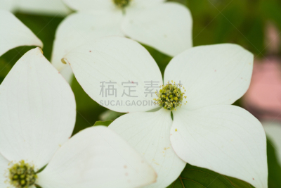 夏天,白色,山脉,四照花,宝塔茱萸,山茱萸科,礼物标签,贺卡,留白,水平画幅