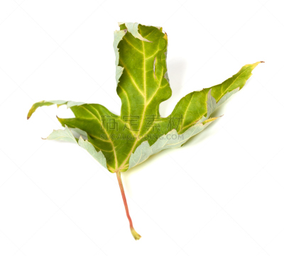 枫叶,枯萎的,褐色,水平画幅,无人,阴影,干的,特写,白色,植物