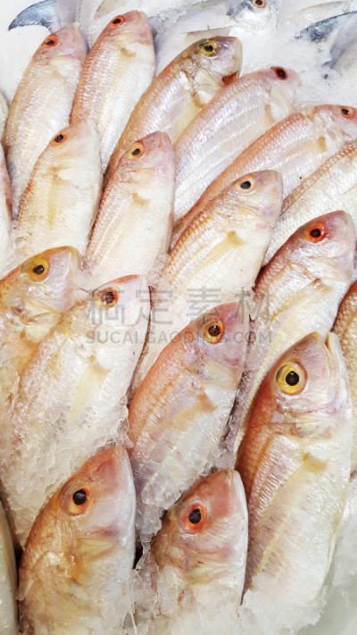 海鲷,清新,鱼类,华丽的,碎冰,股票行情,鲅蝴蝶鱼,养鱼场,食用大虾,新陈代谢
