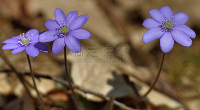 Hepatica nobilis or liverleaf (Leberblümchen)