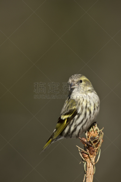 黄雀,垂直画幅,鸟类,雌性动物,比例,松金雀,孚日省,注视镜头,野外动物,户外