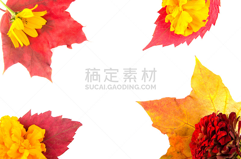 边框,叶子,秋天,白色背景,创造力,红色,黄色,留白,水平画幅,无人