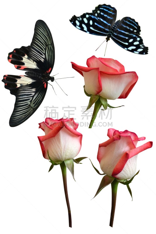 玫瑰,蝴蝶,互联网,分离着色,生物学,结论,背景分离,common rose swallowtail butterfly,热带气候,环境