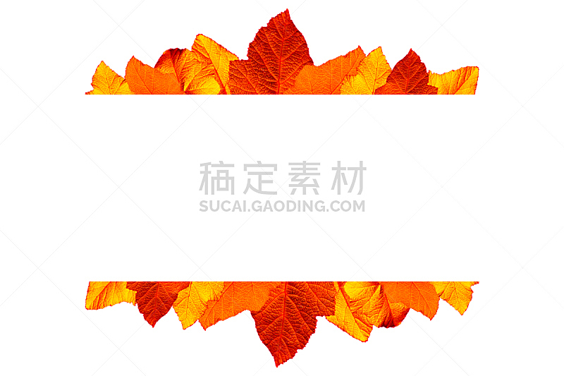 叶子,分离着色,白色背景,自然,留白,小无花果树,水平画幅,秋天,九月,抽象