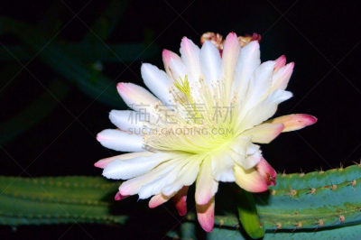 仅一朵花,仙人掌,温带的花,夜晚,坎皮佛莱格瑞,平视角,重瓣花,夏天,丝苇仙人掌