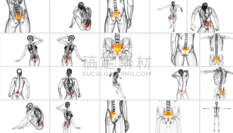 骶骨,健康保健,三维图形,骨骼,绘画插图,尾骨,脊柱,骶区,脊椎,人类骨架