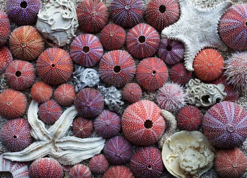 红海胆,水平画幅,无人,动物脊骨,生物学,特写,球体,白色,北地,动物骨