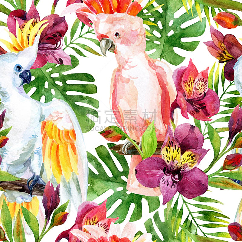 美冠鹦鹉,澳大利亚,四方连续纹样,水彩画,鹦鹉,六出花,鸟类,热带气候,水彩画颜料,美