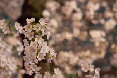 樱花,夜晚,拍摄环境,目黒区,花见节,水平画幅,樱桃,无人,花蕾,植物