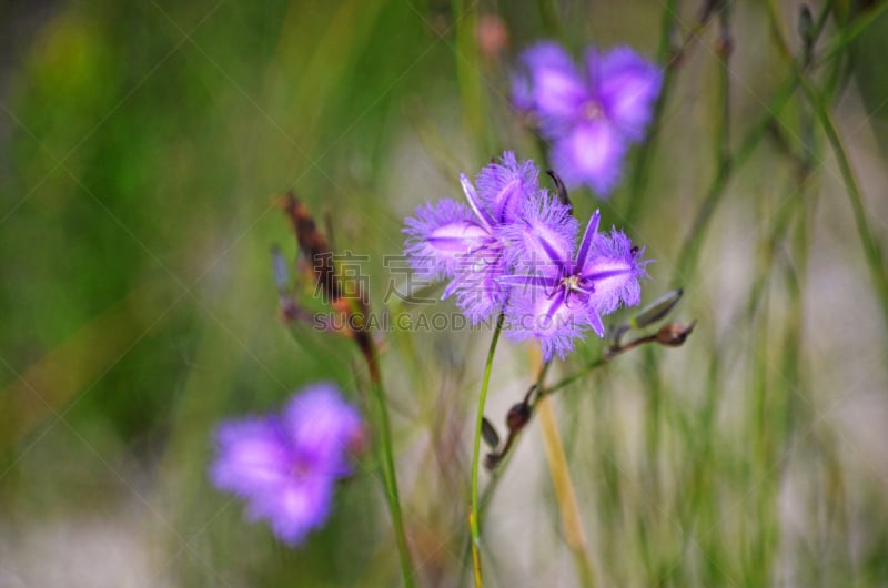 悉尼,澳大利亚,百合花,紫色,刘海,旷野,鹭管鱼,国家公园,花