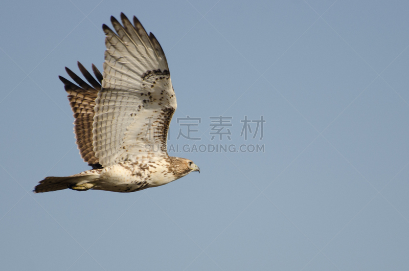 人老心不老,红尾鹰,蓝色,天空,自然,褐色,野生动物,食肉鸟,水平画幅,无人