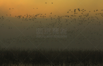 黎明,湿地,环境,云,水面,自然美,宫城县栗原市,鸟类,丘陵鹅,湖