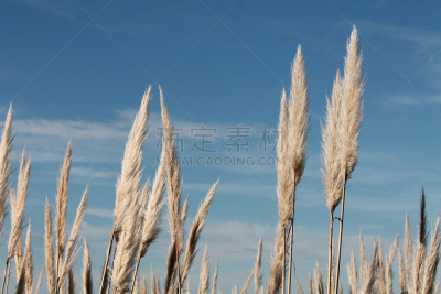 天空,蓝色,潘帕斯大草原,日光,植物群,自然美,美,留白,草原,水平画幅