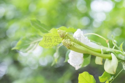 草本,华盛顿特区,花朵,脑下垂体腺,夏至草,紫薇科树,唇形科,自然,宁静