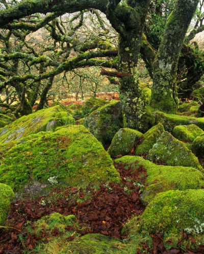 dartmoor,森林,扫雪车,木制,橡树,矮小植株,英格兰橡树,泥炭藓,弱点