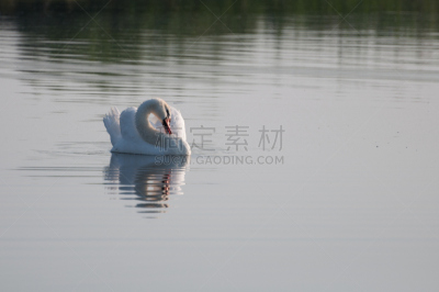 夏天,天鹅,池塘,理毛行为,水,美,颈,水平画幅,优美,美人