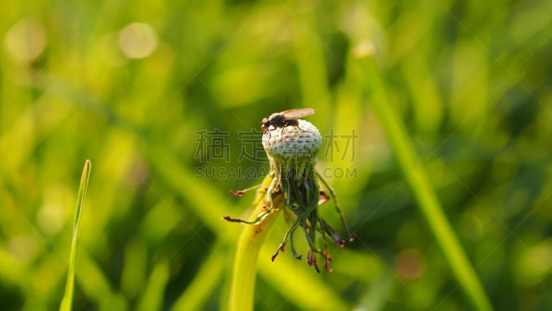 两翼昆虫,蒲公英,干的,园林,绿色背景,仅一朵花,美,水平画幅,夏天,户外