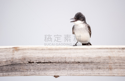 东部美洲食蜂鹟,少年早期,自然,天空,野生动物,水平画幅,无人,蓝色,鸟类,幼小动物