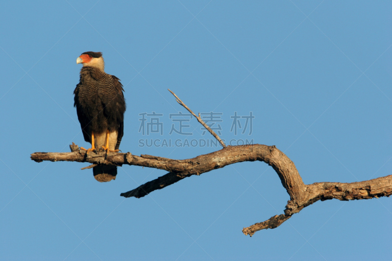 有冠长腿兀鹰,南,野生动物,食肉鸟,水平画幅,无人,动物,鸟类,脊椎动物,摄影