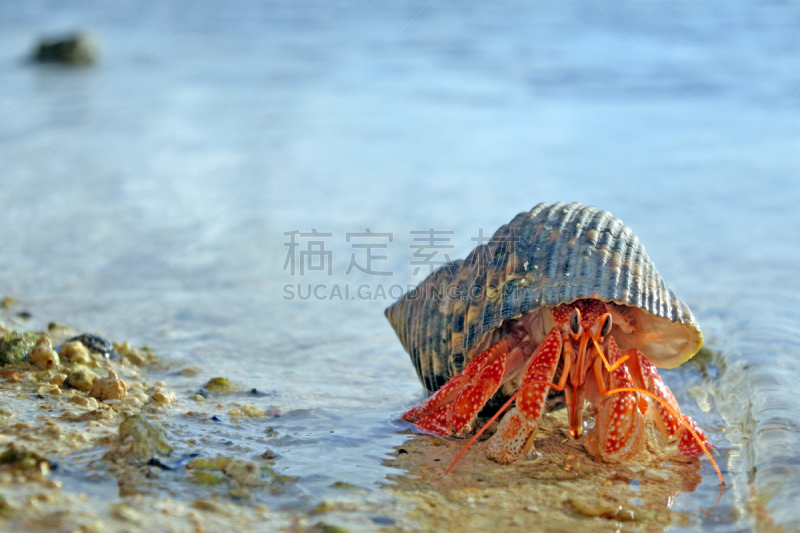 寄生蟹,沙子,海滩,气候,水平画幅,注视镜头,贝壳,无人,南太平洋,野外动物