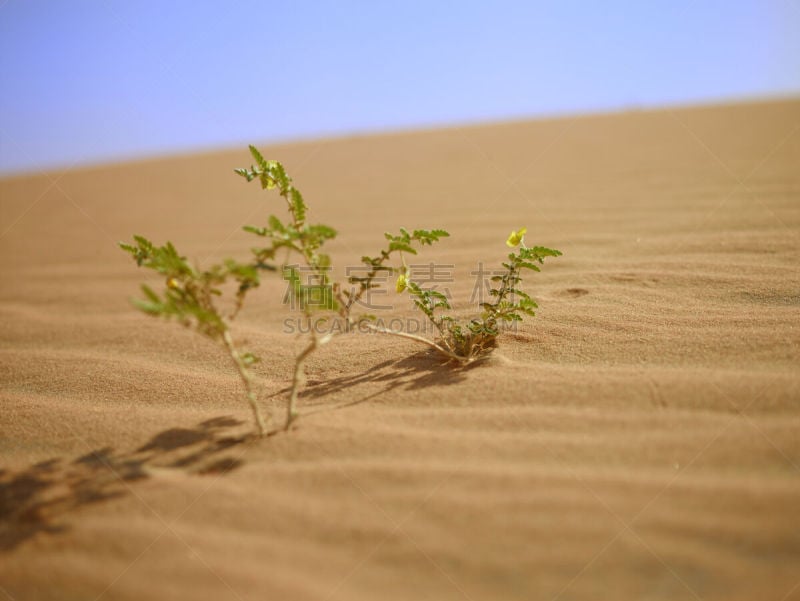 绿色,沙漠,水平画幅,沙子,无人,户外,empty quarter,阿拉伯联合酋长国,阿布扎比,植物