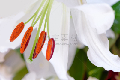 特写,白色,色彩鲜艳,水平画幅,绿色,橙色,灯丝,雄蕊,无人,时尚