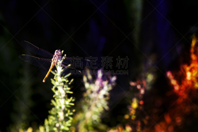 蝴蝶,绿色背景,星斑透翅蝶,自然,草地,水平画幅,绿色,无人,散焦,户外
