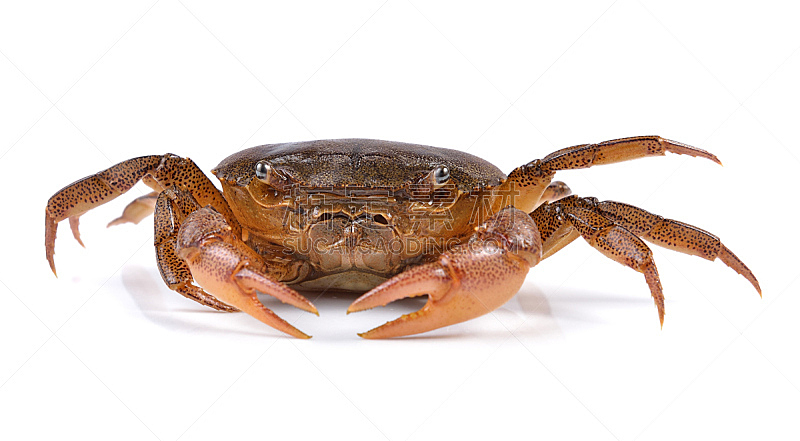 螃蟹,白色背景,自然,红色,食品,爪,2015年,图像,水平画幅,特写