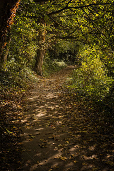 牵道,梅德斯通,河岸,肯特岛,梅德韦河,秋天,垂直画幅,橙色,图像,英国