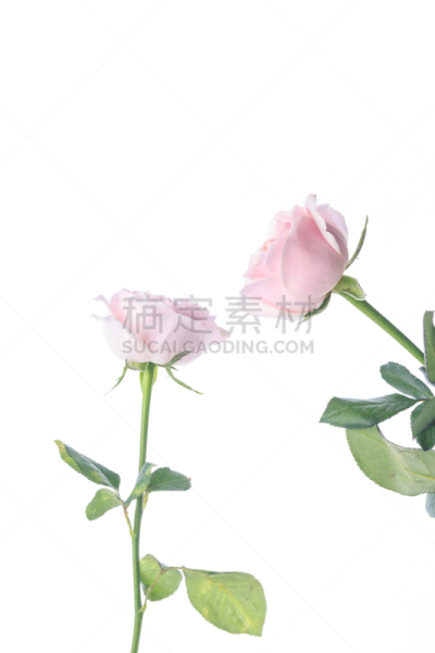 玫瑰,自然美,芳香的,贺卡,浪漫,蔷薇科,植物,背景,节日,礼物