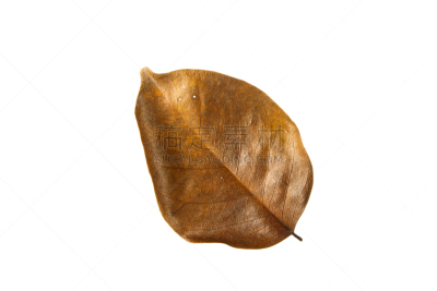 干的,叶子,多孔渗水的,枯萎的,褐色,水平画幅,无人,古老的,特写,白色