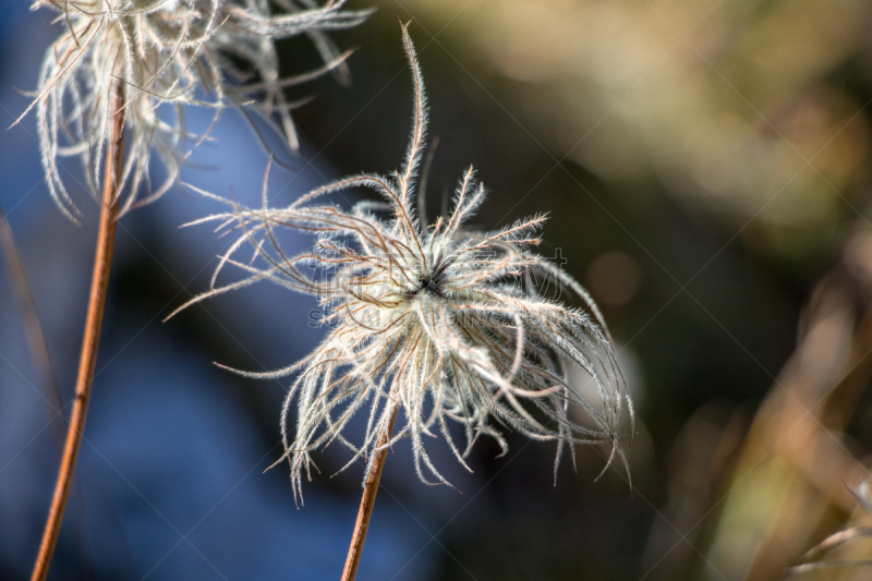 特写,清新,番红花属,毛茛属植物,植物,户外,高处,波悉尼,julian alps,山脉