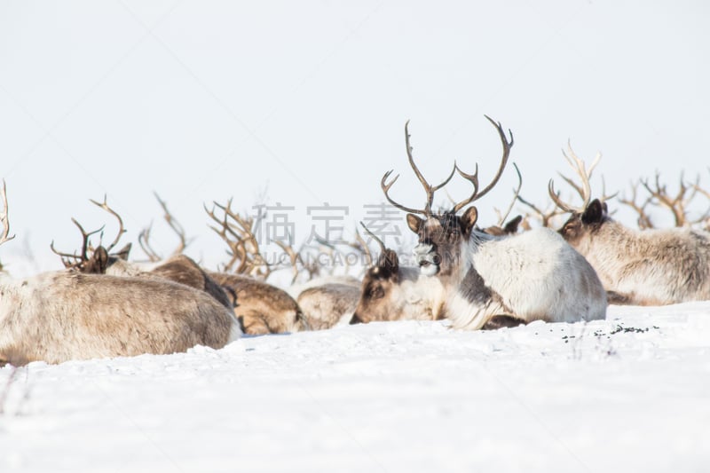 雪,兽群,巨大的,公牛,雌性动物,西北,肖像,哺乳纲,动物,自然荒野区