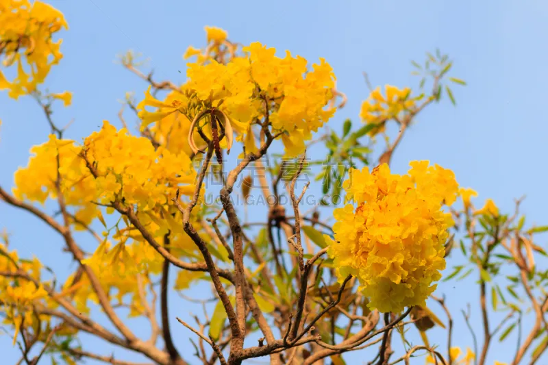 天空 黄金 黄色 小号 背景 自然美 青绿色 银 花 树图片素材下载 稿定素材