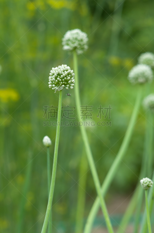 园林,葱属植物花,埃鲁姆湾,垂直画幅,素食,夏天,仅一朵花,靴子,球体,白色