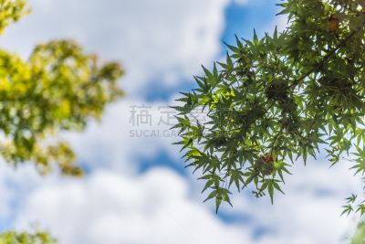 天空,夏天,季节,蓝色,日本,化妆舞会服,枫叶,概念,树,旅行
