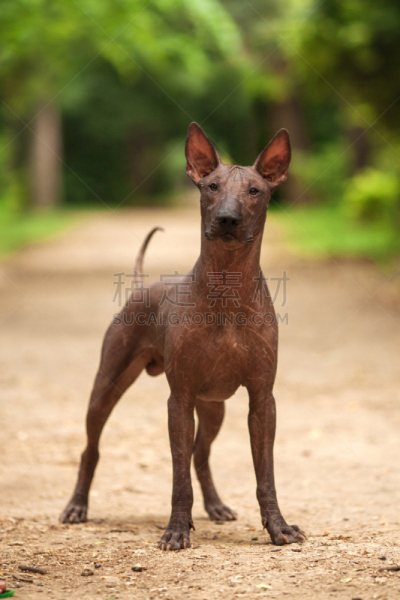 墨西哥人,夏天,纯种犬,白昼,中国冠毛犬,墨西哥无毛犬,动物躯干,丑陋,垂直画幅,美